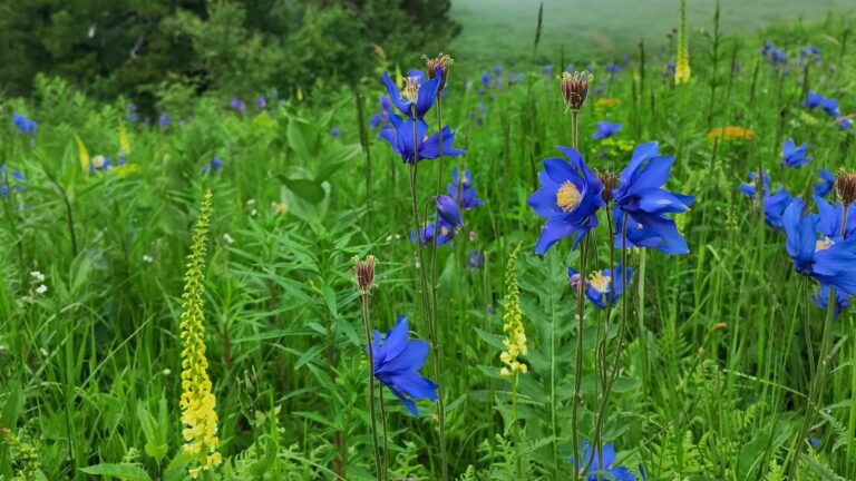 Красота природы Кузбасса 2025